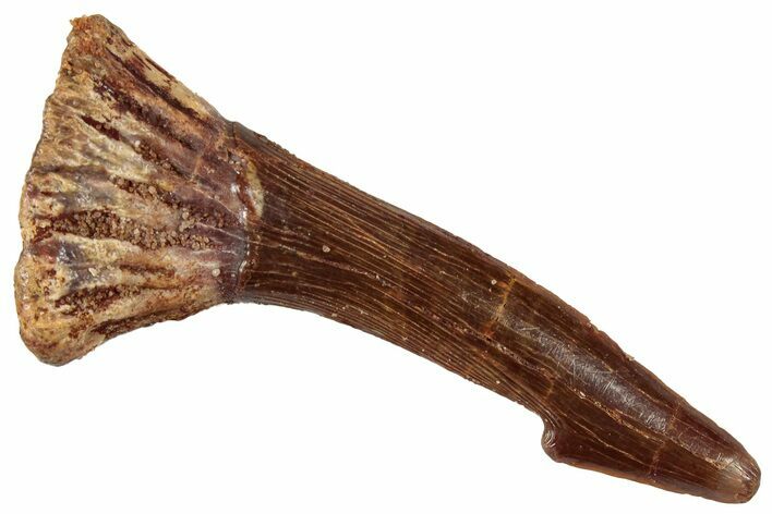 Fossil Sawfish (Onchopristis) Rostral Barb - Morocco #351705